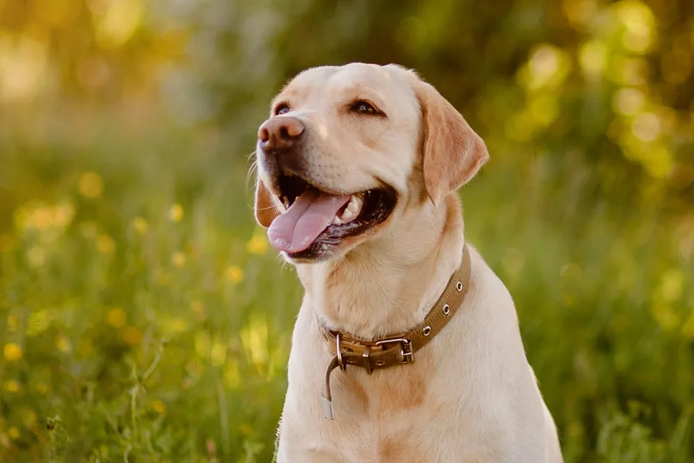 Labrador