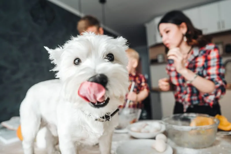 How Much Dogs Cost For Life