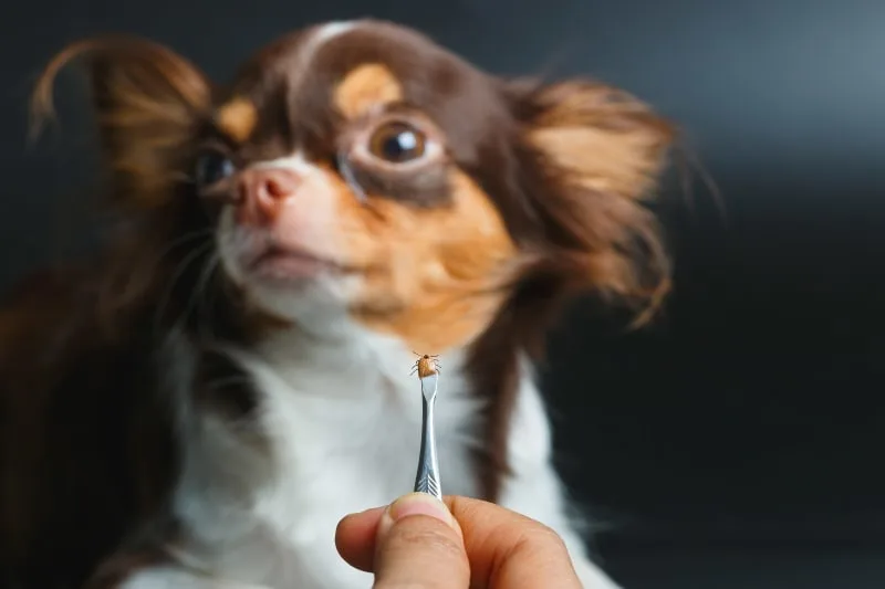 Protecting Your Pet (And Your Family) From Ticks