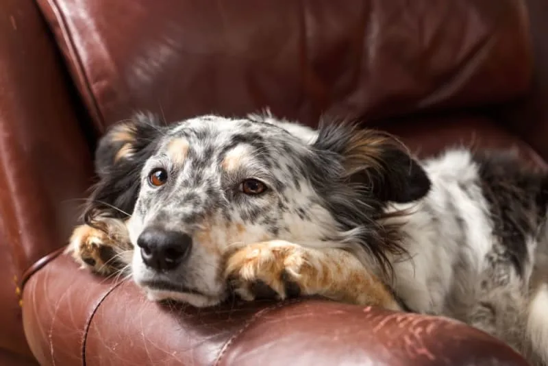Puppies, Dogs & Parvovirus: What You Need to Know