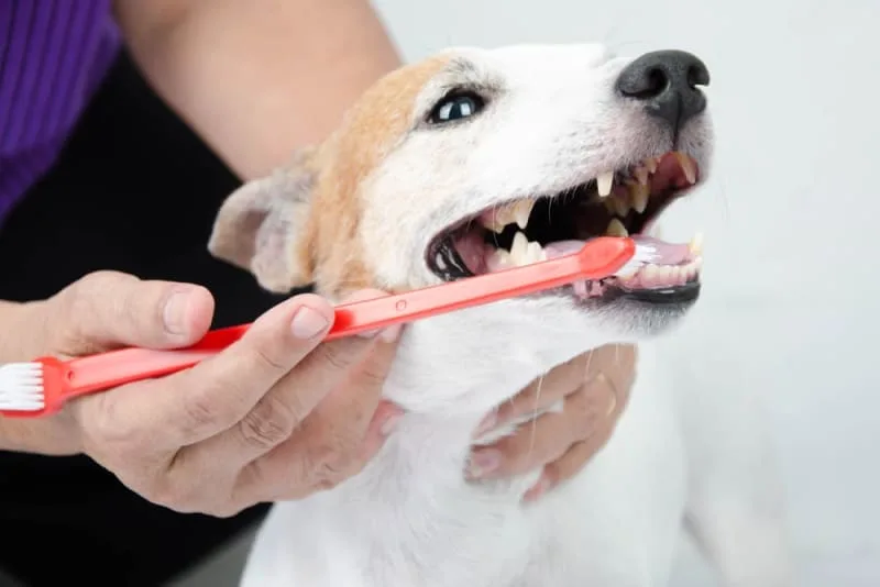 Signs Your Dog Needs Dental Cleaning