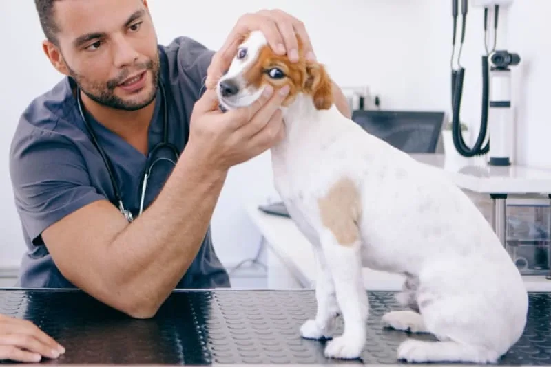 Broken Jaws in Dogs: Causes & Treatments