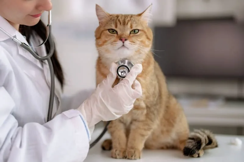 What to Expect When You Attend a Wellness Exam for Your Pet