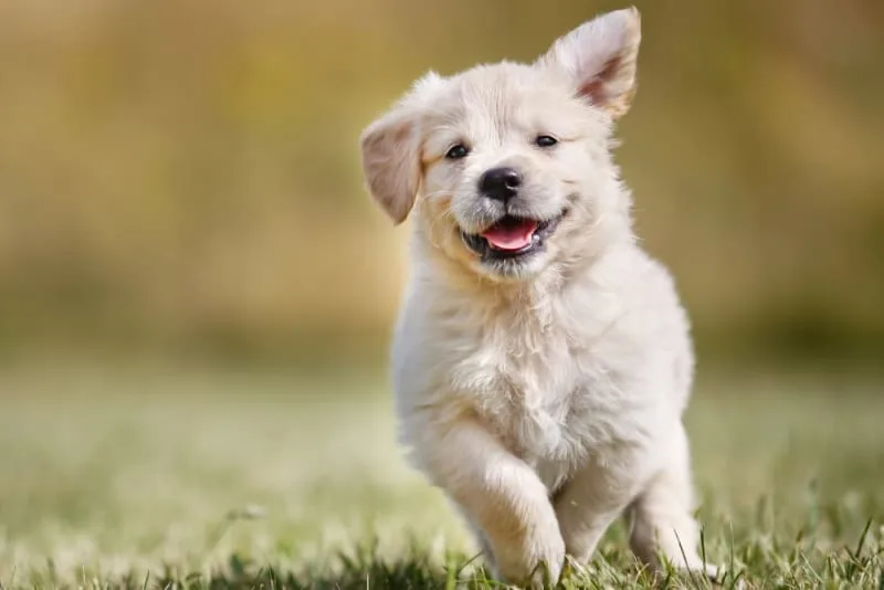 How to Prevent Fleas In Puppies