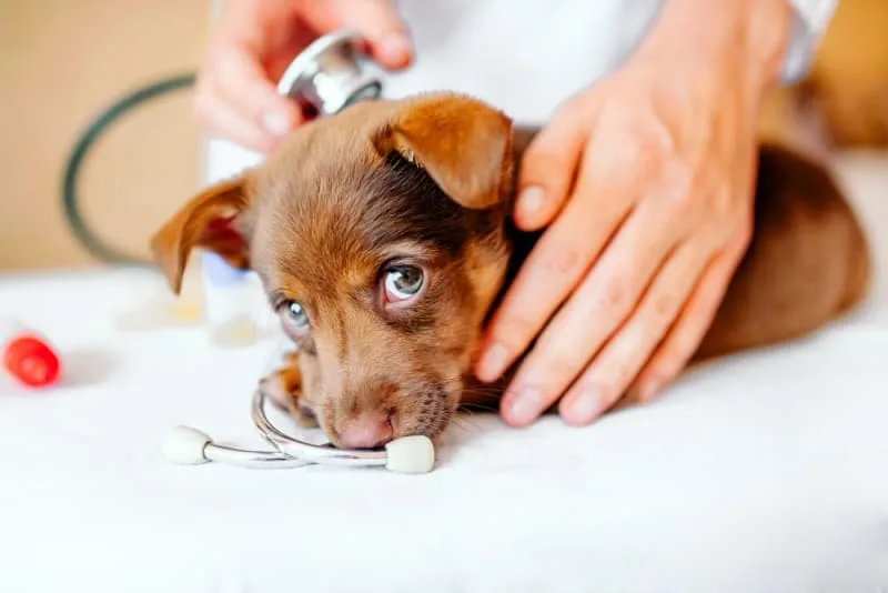 Puppy’s First Vet Visit: Checklist & What to Expect