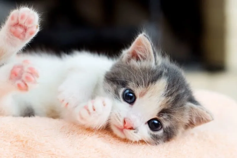 How to Take Care of a Kitten: Complete Guide