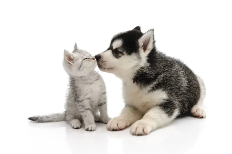 Puppy & Kitten: Are They a Good Match?