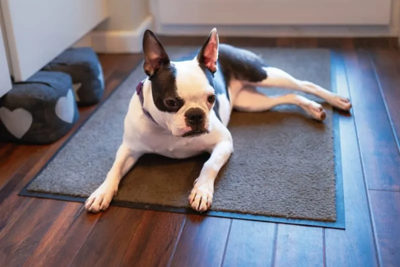 Tips on How to Strengthen an Old Dogs Hind Legs