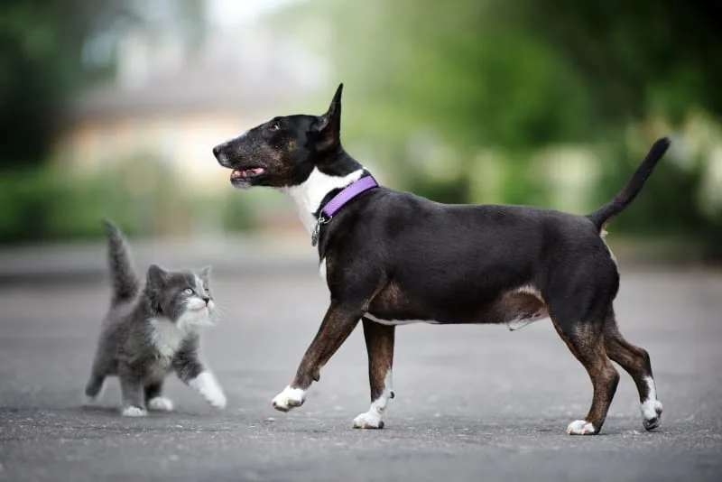 Reasons To Vaccinate Pets