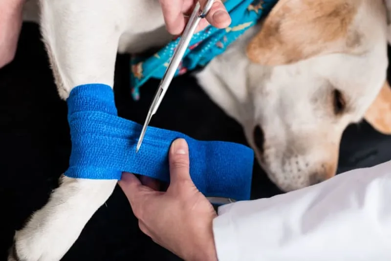 Dogs and Knee Surgery