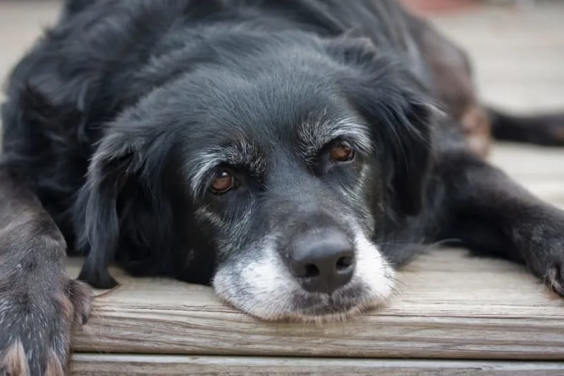 Weight Loss In Older Dogs: When To Worry