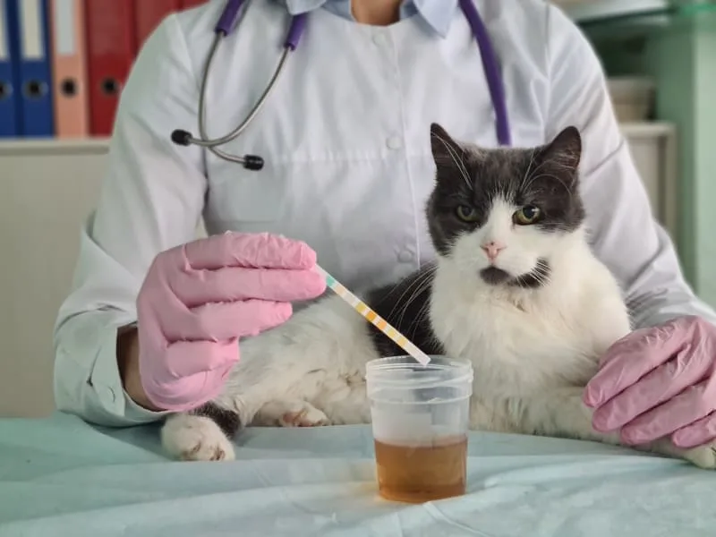 Why Does My Pet Need A Urinalysis?