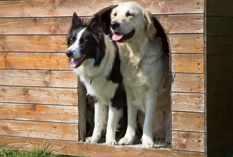 Pet Boarding: What to Look for in a Facility