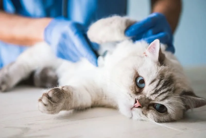 PU (Perineal Urethrostomy) Surgery in Cats