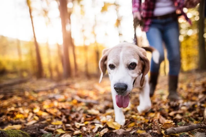 Joint Pain in Dogs