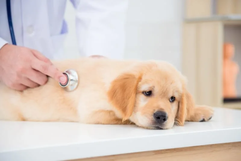 Dog Parvovirus: What You Need to Know