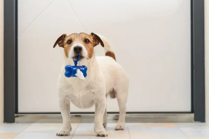 The importance of regular fecal exams for pets