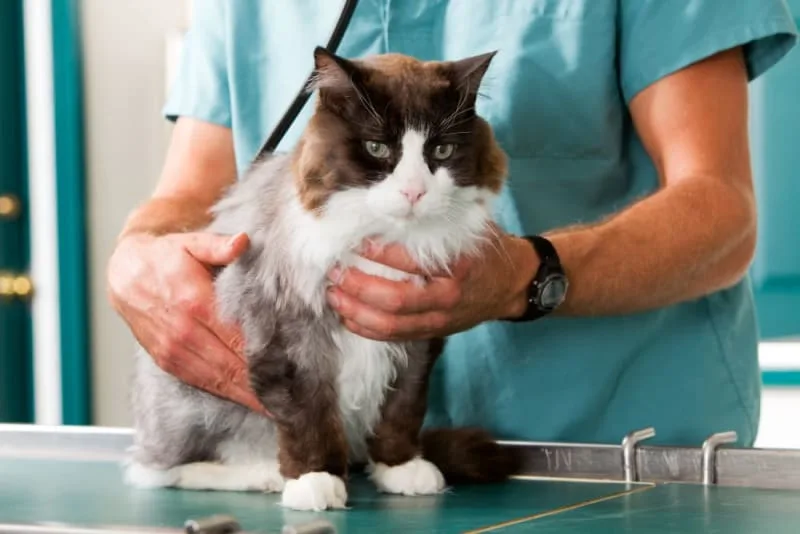 Cat Hernia Surgery