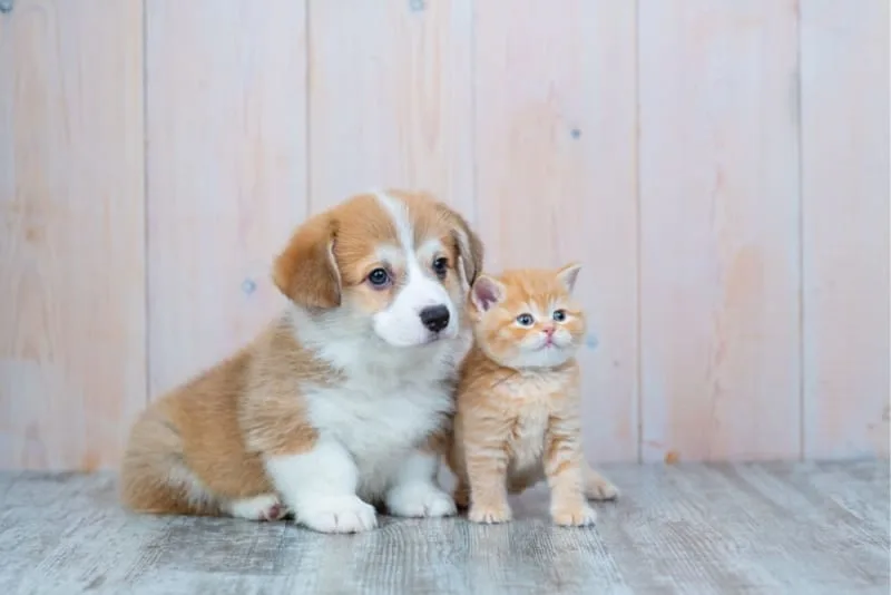 Why Does My Pet Need A Urinalysis?
