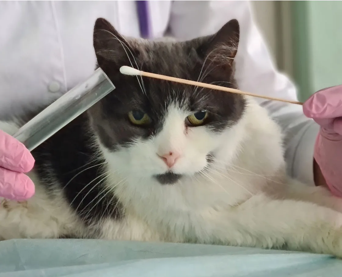 veterinary Internal medicine cat getting swabbed with doctor