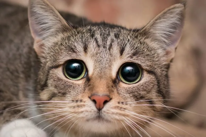 Cataracts in Cats