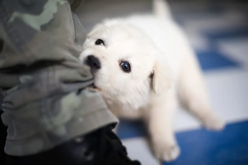 When do puppies start teething?