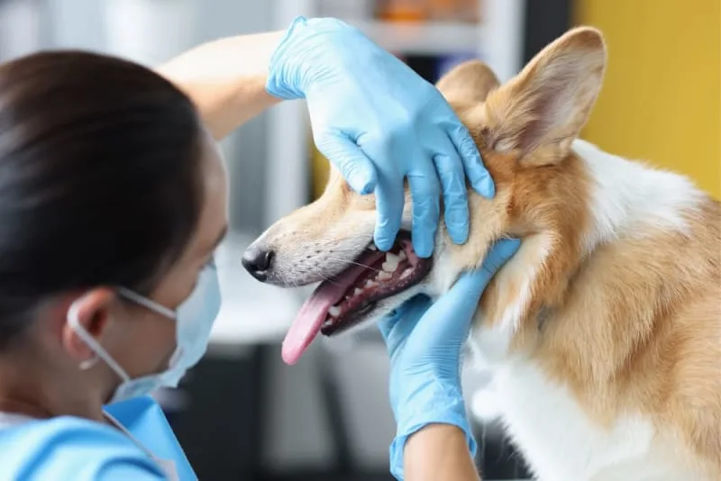 Broken Jaws in Dogs: Causes & Treatments