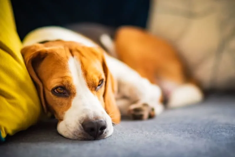 Bladder Infection in Dogs