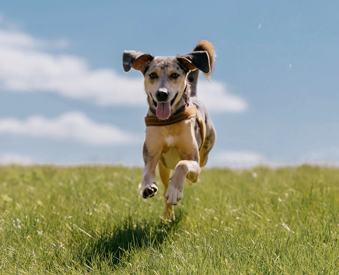 dog running in field with clear sky