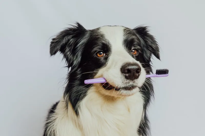 Signs Your Dog Needs a Dental Cleaning