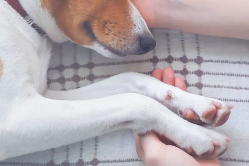 Heimlich Maneuver for Dogs: What to Do if My Dog is Choking