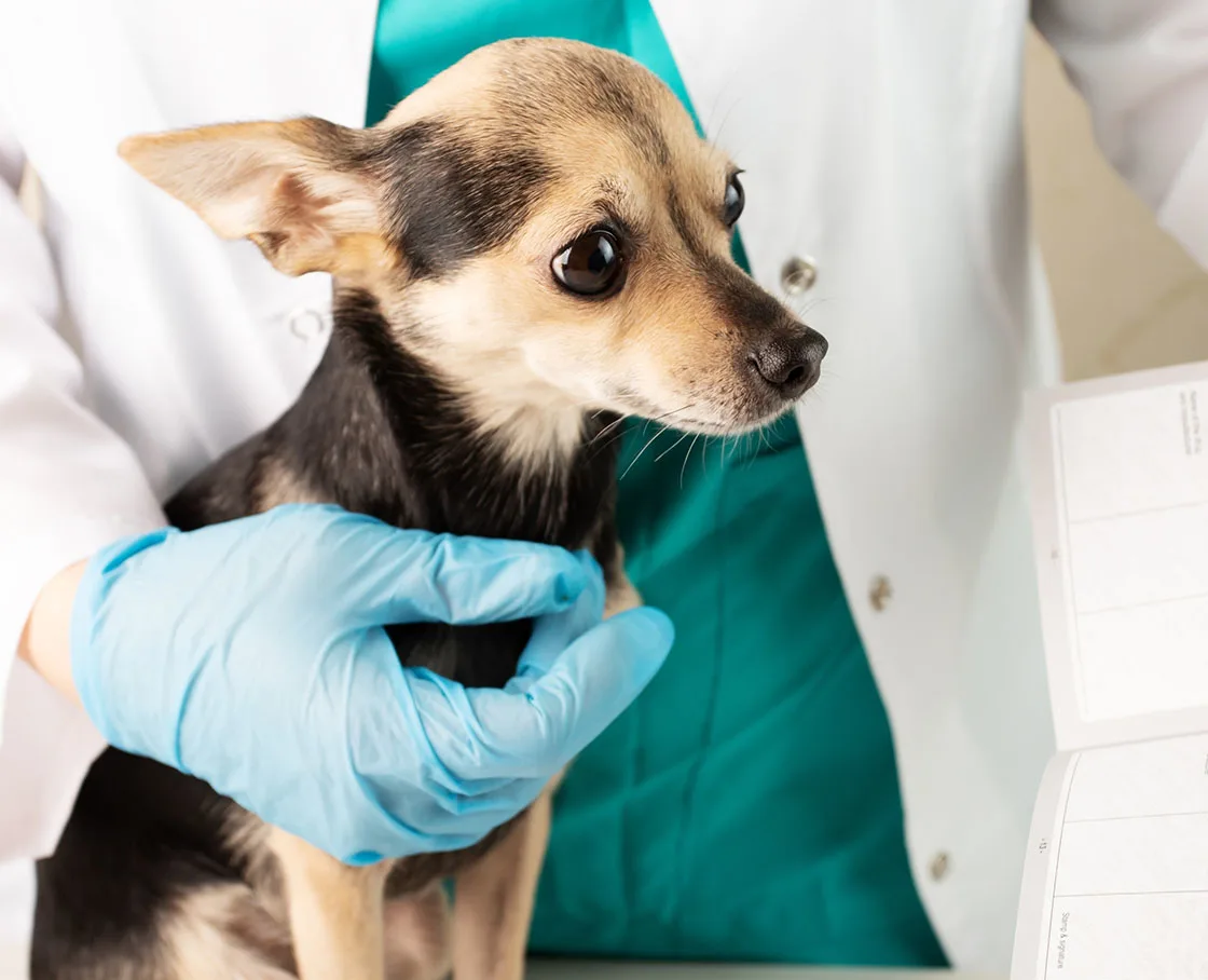 pet getting a health certificate