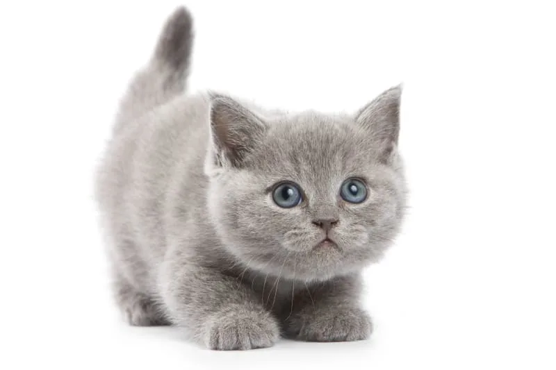 How Old Do Kittens Have to Be to Get Fixed?