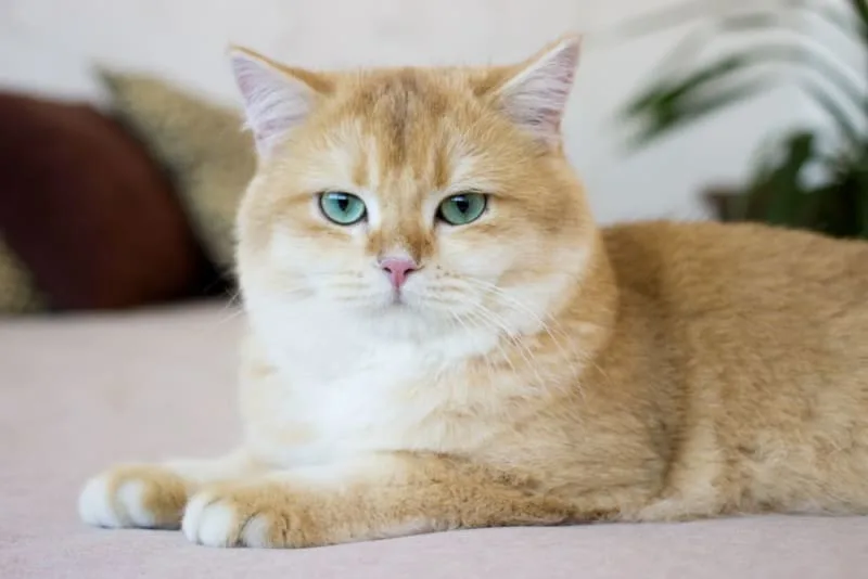 Cat Vaccination Schedule