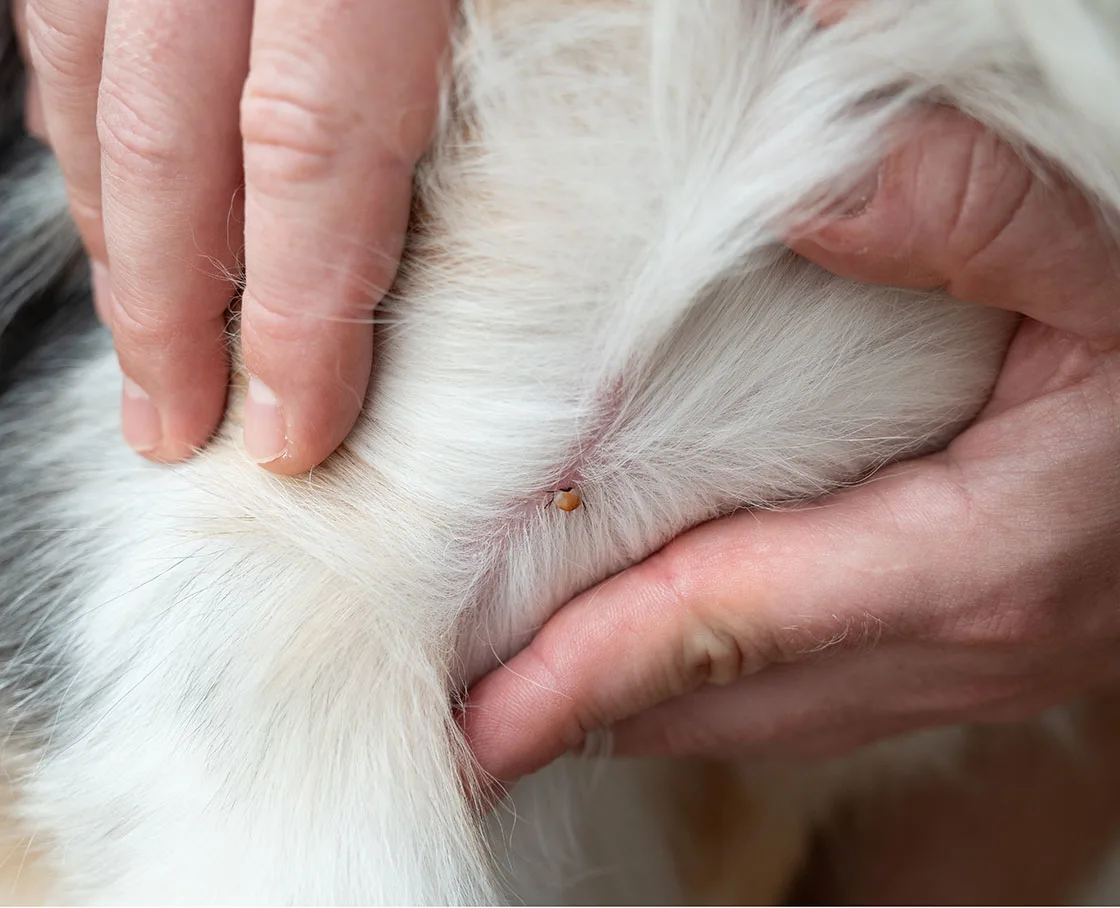 Close-up of a tick biting an Australian Shepherd dog