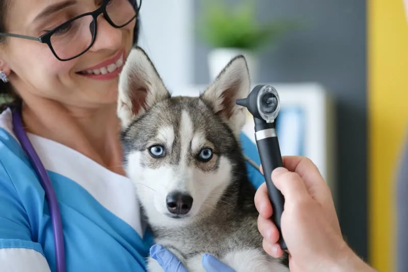 Ear Infection in Dogs