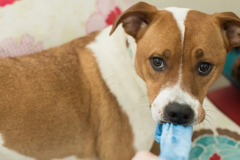 Signs & Symptoms of Bowel Obstruction in Dogs