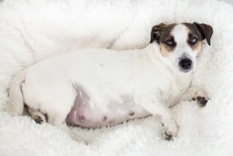 C-Section for Dogs: Everything You Should Know
