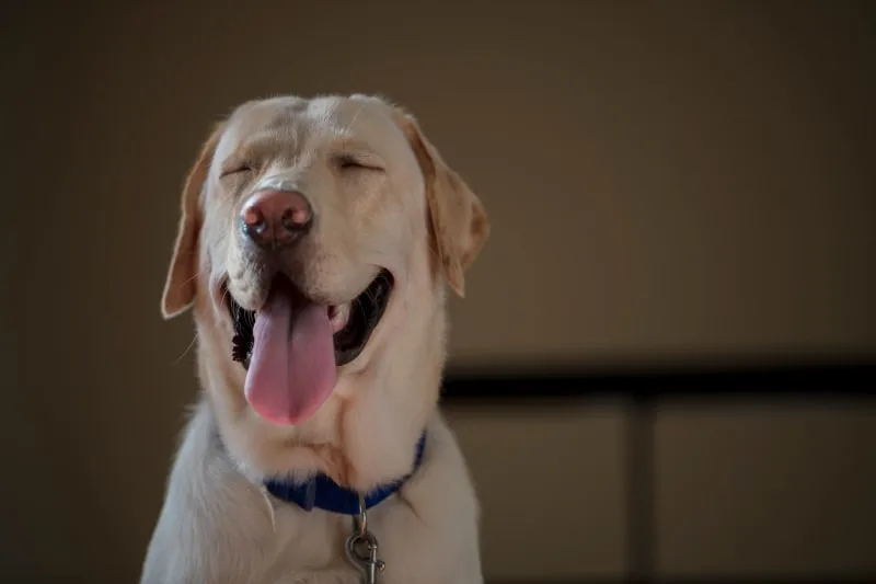 Why Does My Dog Have Such Bad Breath
