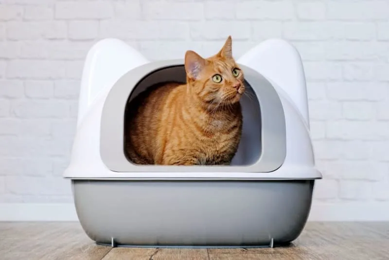 Why Does My Pet Need a Urinalysis?