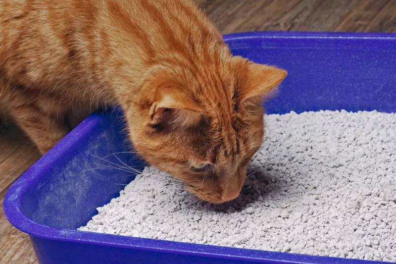 Bladder Stones in Cats