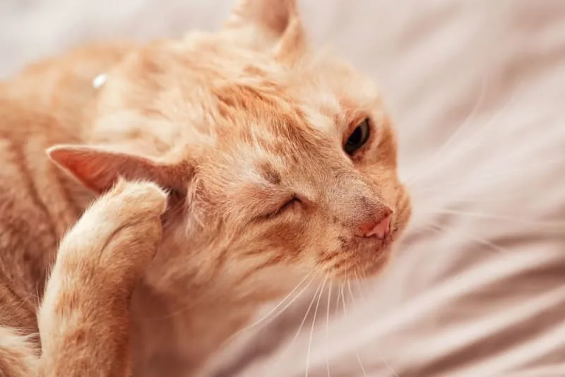 Ear Mites in Cats: Causes, Treatment & Prevention