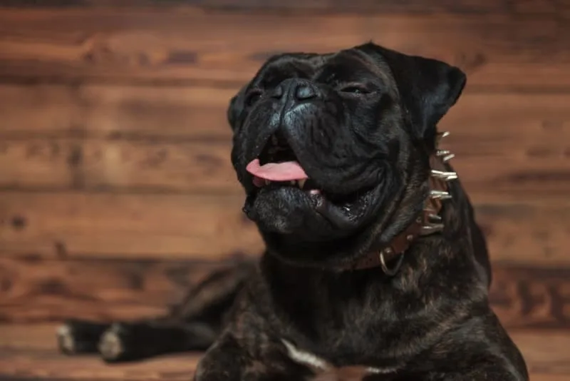 How To Treat Mold Allergies In Dogs