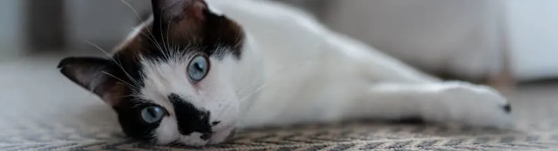 My cat won't eat - is this an emergency?