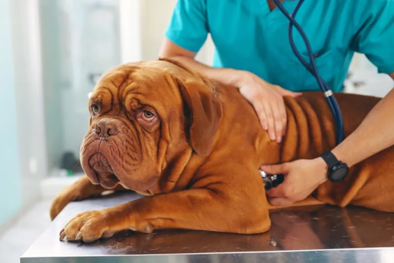 Understanding Blood Tests for Dogs