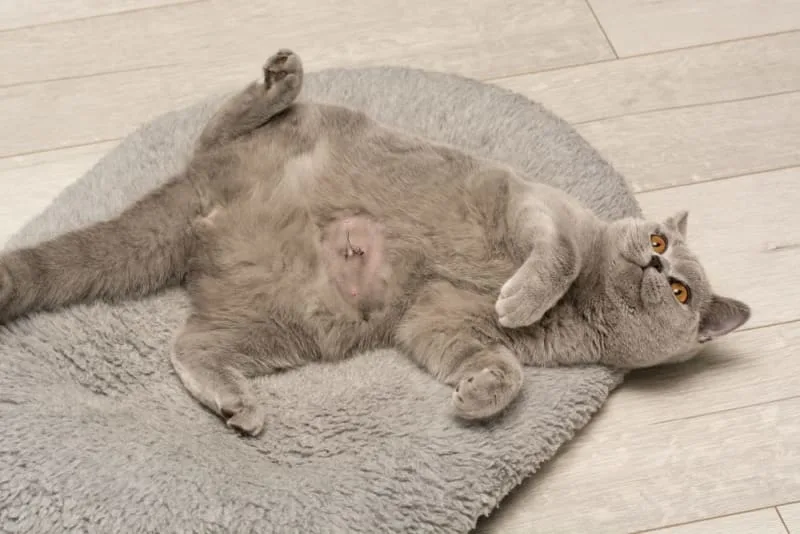 Cat Hernia Surgery & Recovery