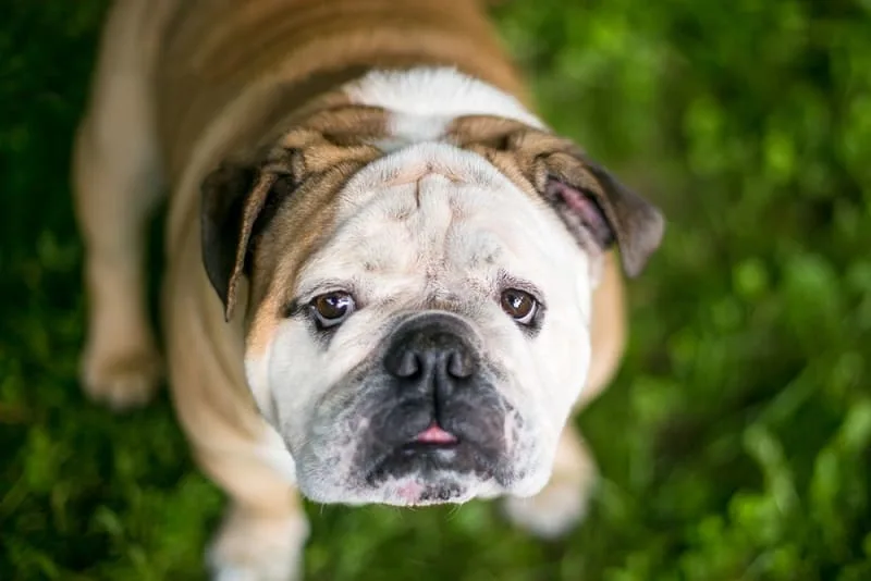 Treating Diarrhea in Dogs