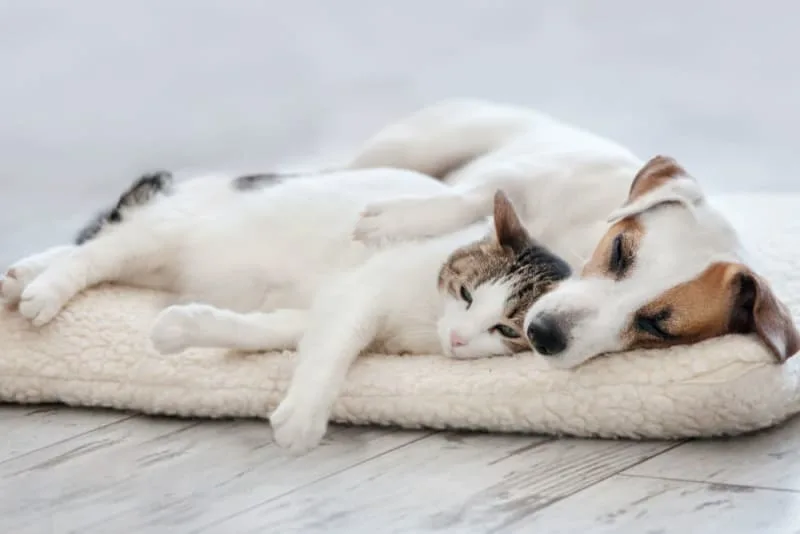5 Common Heart Diseases In Pets