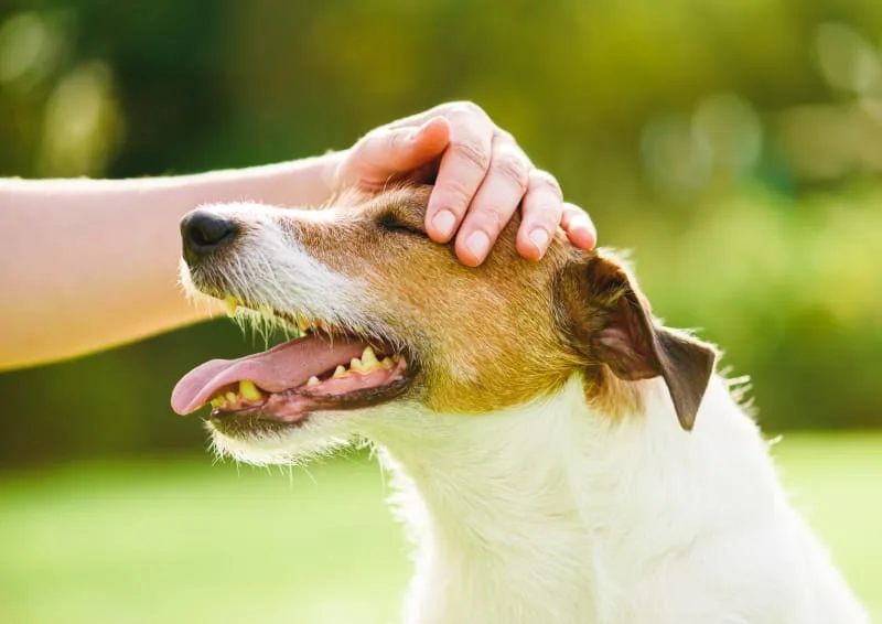 Everything You Need To Know About Anal Sac Disease in Dogs