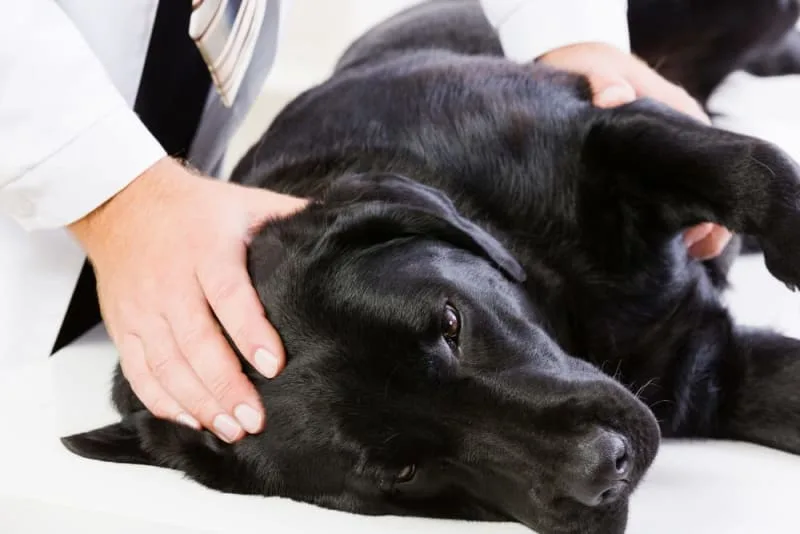 Osteoarthritis in Dogs: Causes, Symptoms & Treatment